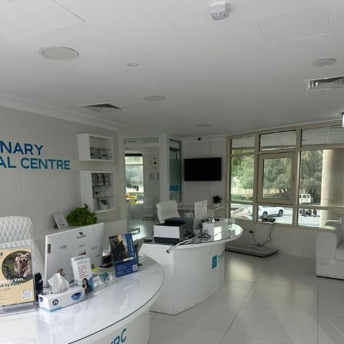 Veterinary clinic renovation project showing commercial renovation services in Dubai